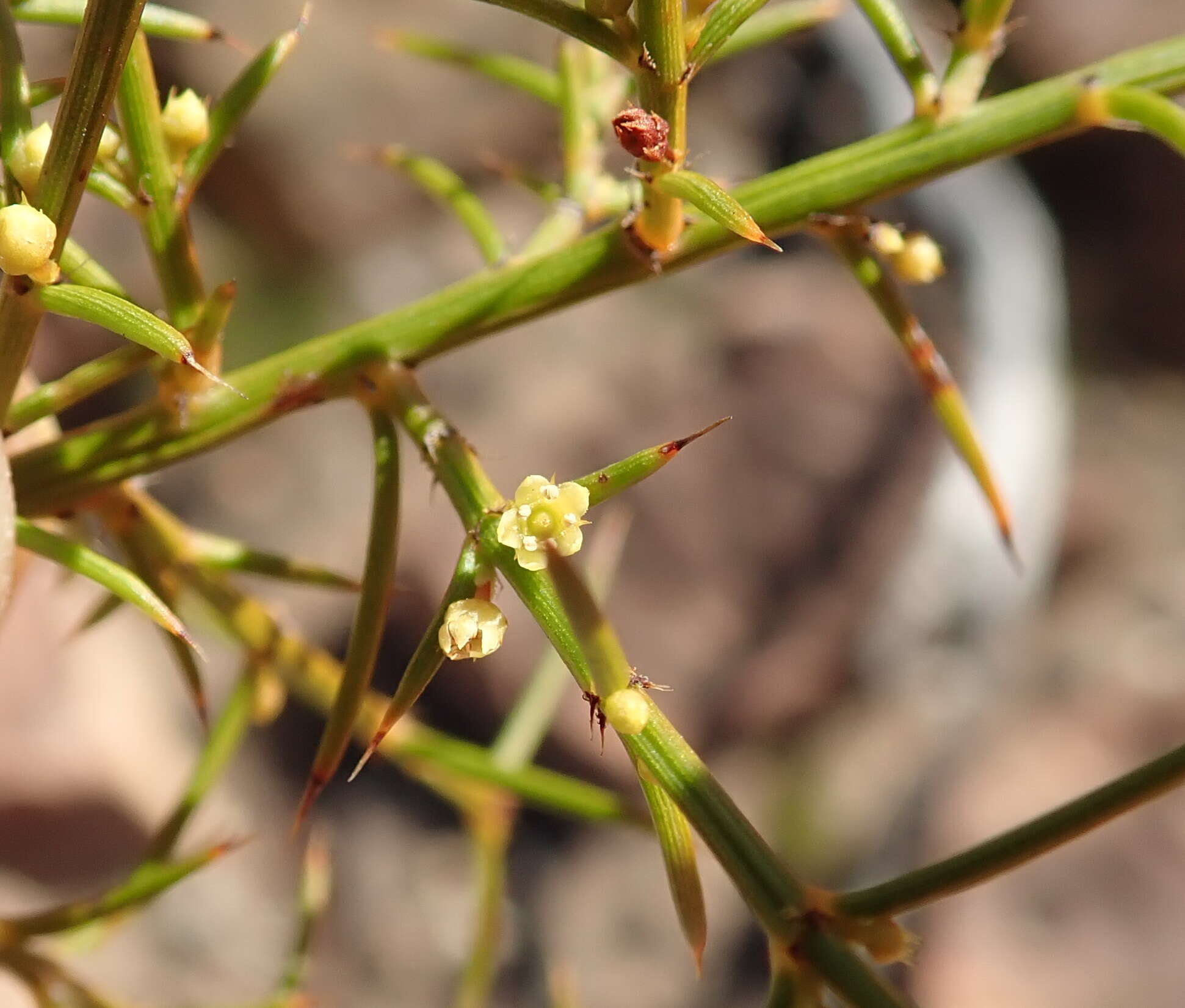 Apatophyllum teretifolium A. R. Bean & L. W. Yessup的圖片