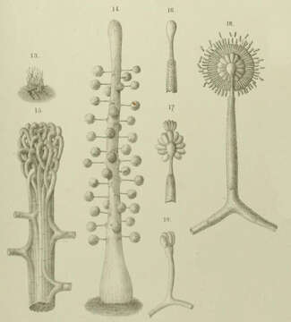 Image de Gibellula pulchra Cavara 1894