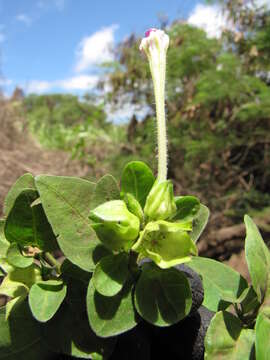 Image of Four o'Clock flower