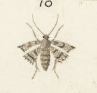 Image of Zermizinga indocilisaria Walker 1862