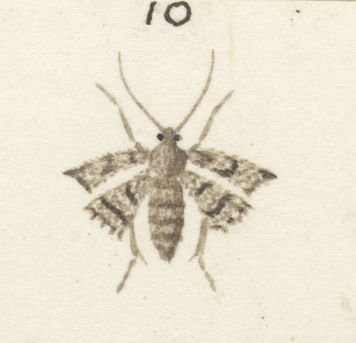 Image of Zermizinga indocilisaria Walker 1862