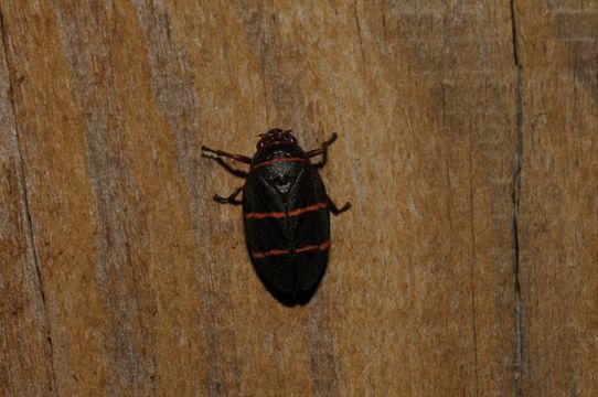 18.https www inaturalist org photos 312659.580x360