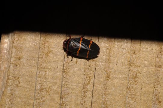 18.https www inaturalist org photos 312665.580x360