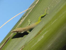 Image of Allison's Anole