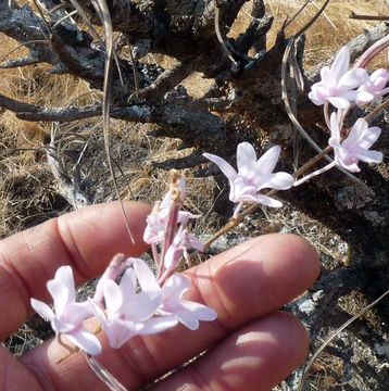 Image of <i>Polystachya dendrobiiflora</i>