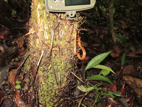 18.https www inaturalist org photos 3130145.580x360
