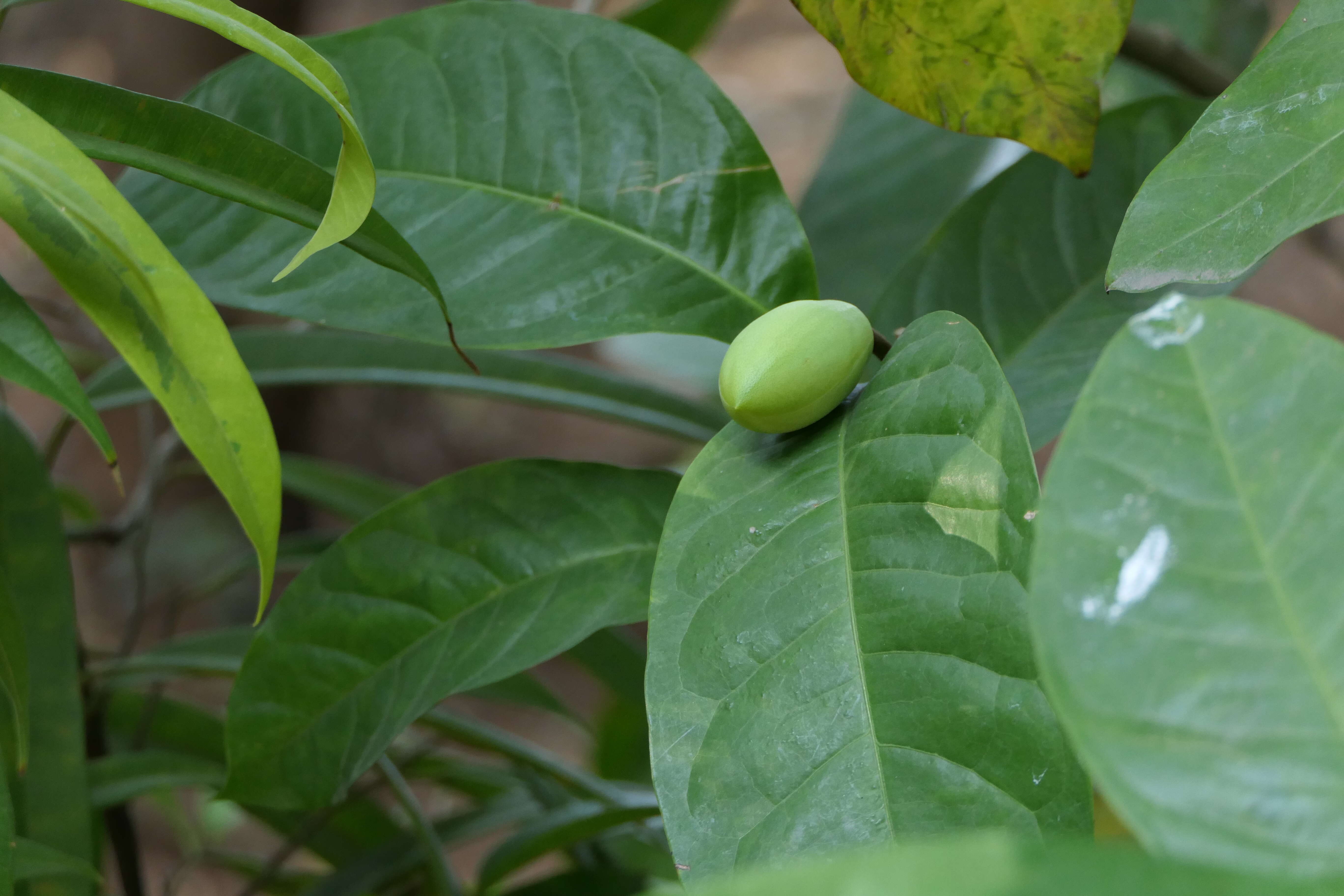 Image of Magnolia liliifera (L.) Baill.