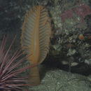 Image of Ptilosarcus gurneyi (Gray 1860)