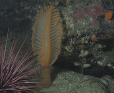Image of Gurney's sea pen