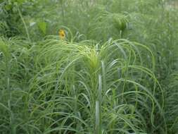 Image of willowleaf sunflower