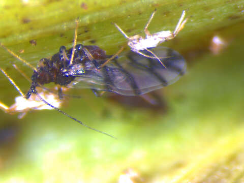 Image of Banana aphid