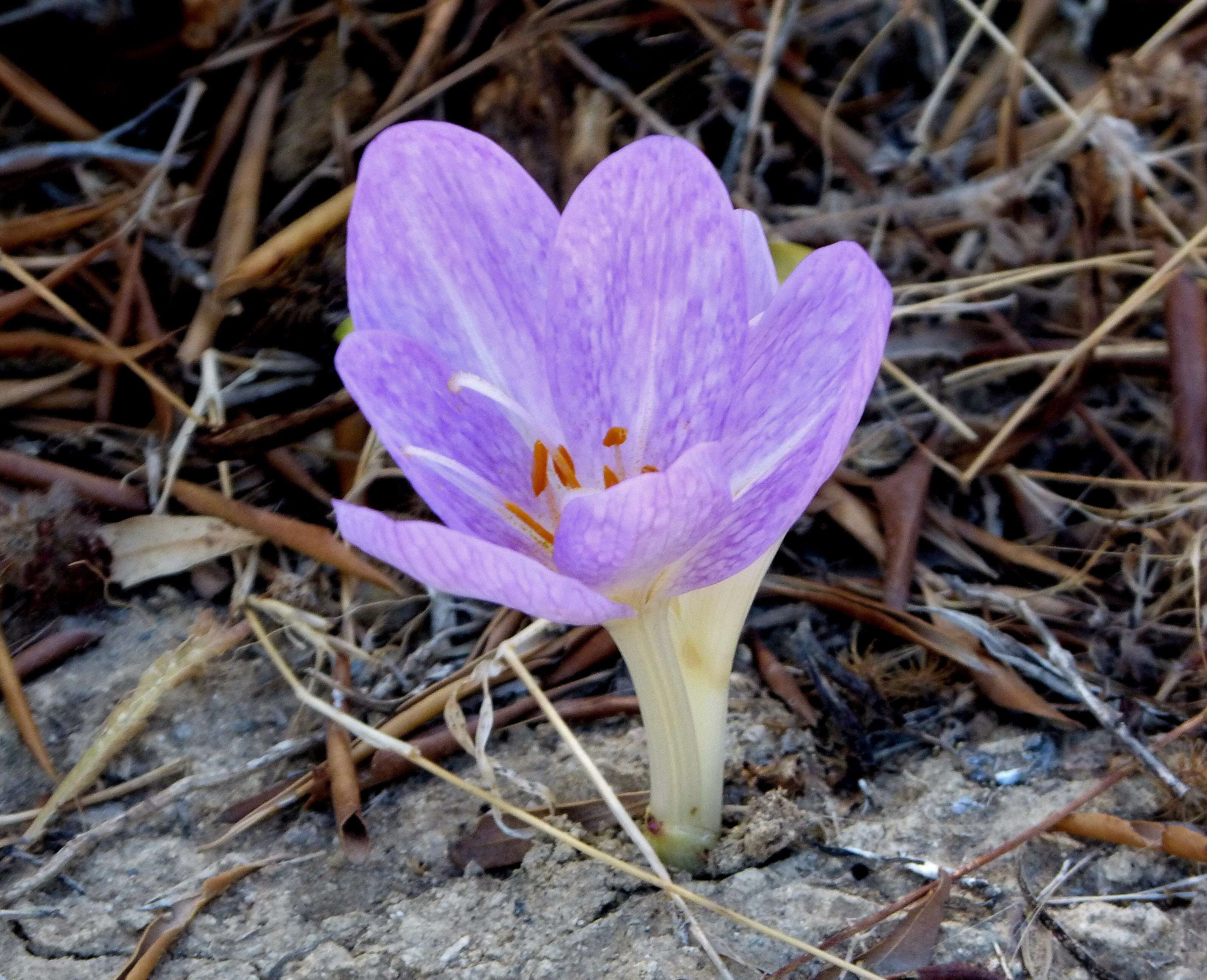 Image of Colchicum lusitanum Brot.