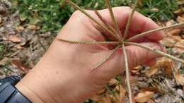 Image of swollen fingergrass