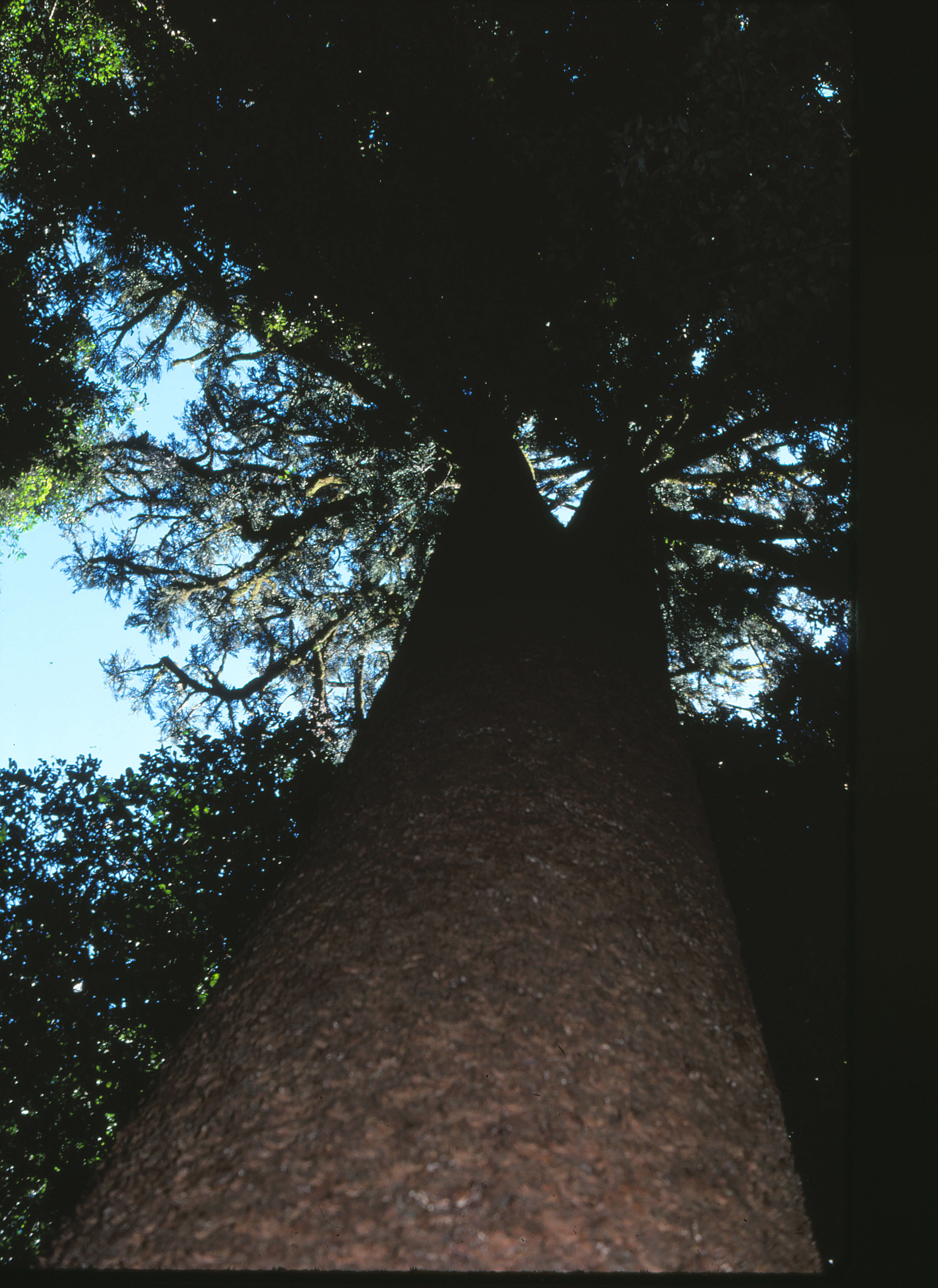 Image of Colonial Pine