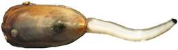 Sivun Lingula anatina Lamarck 1801 kuva