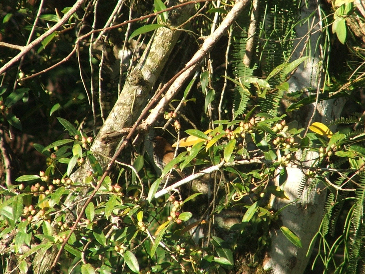 Image of Wood thrush