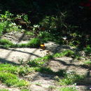 Image of <i>Adelpha melanthe</i>