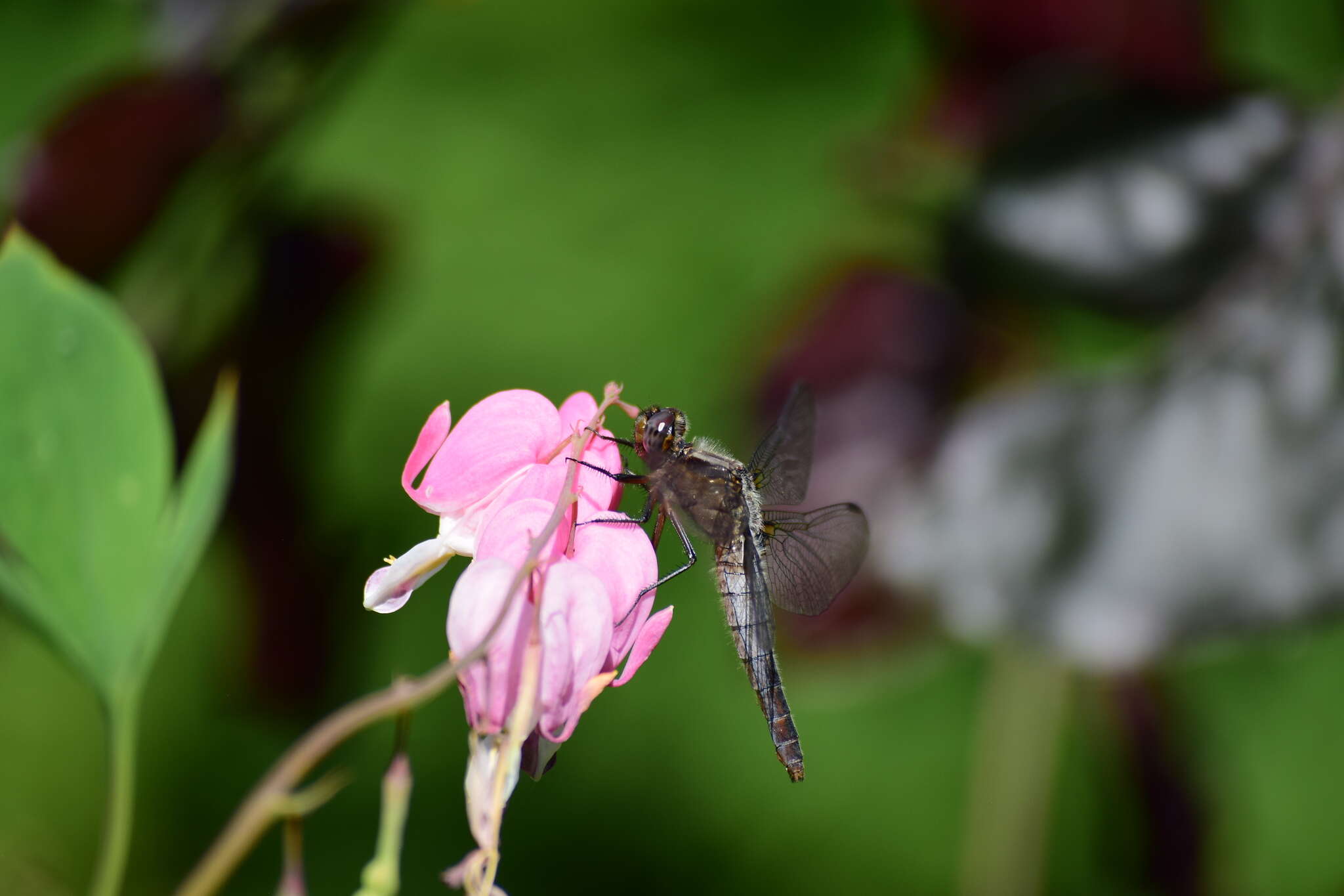 Image of Chalk-fronted Corporal