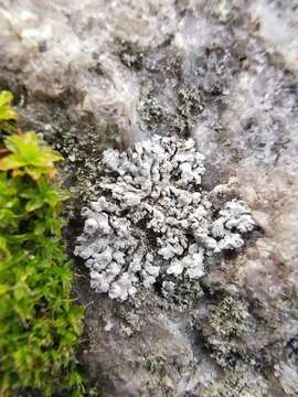 Image of Blue-gray rosette lichen