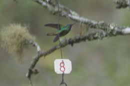 Image of steely-vented hummingbird