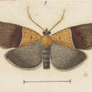 Image of Tortrix antichroa Meyrick 1919