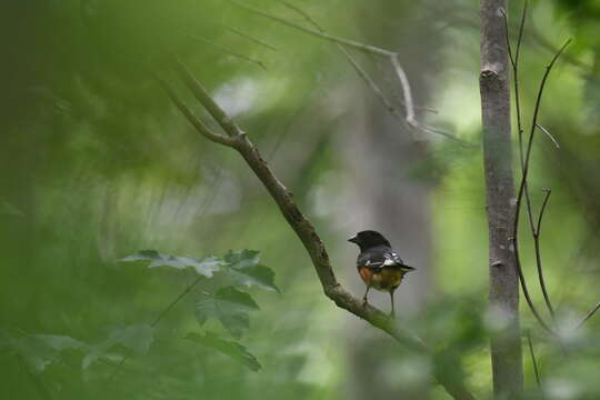 Image of Eastern Towhee