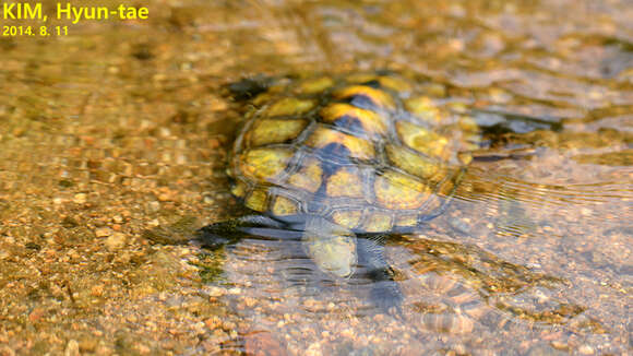 صورة Mauremys japonica (Temminck & Schlegel 1835)