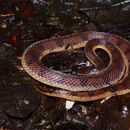 Image of Wucherer's Ground Snake