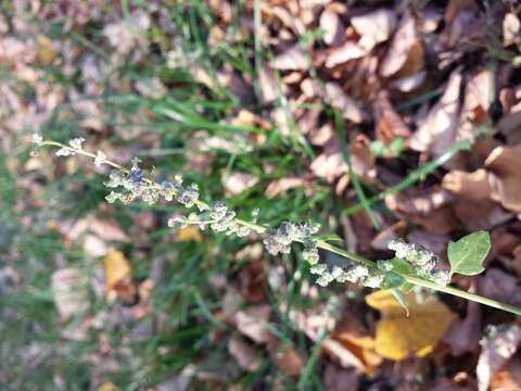 Plancia ëd Chenopodium opulifolium Schrader