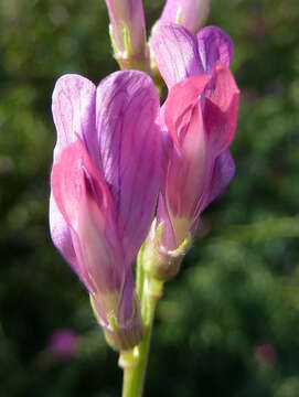 Image of barn vetch