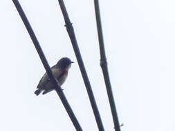 Image of Fire-breasted Flowerpecker