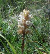 Image of oxtongue broomrape