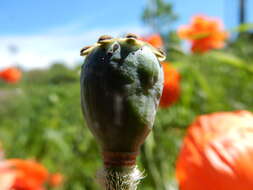 Image of Oriental poppy