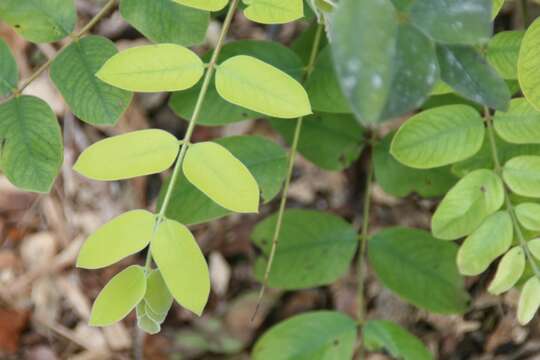 Image of Cassia bakeriana Craib