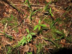 Image of bedstraw