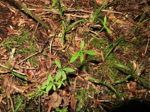 Image of bedstraw