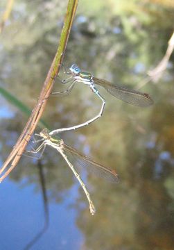 18.https www inaturalist org photos 3138180.580x360