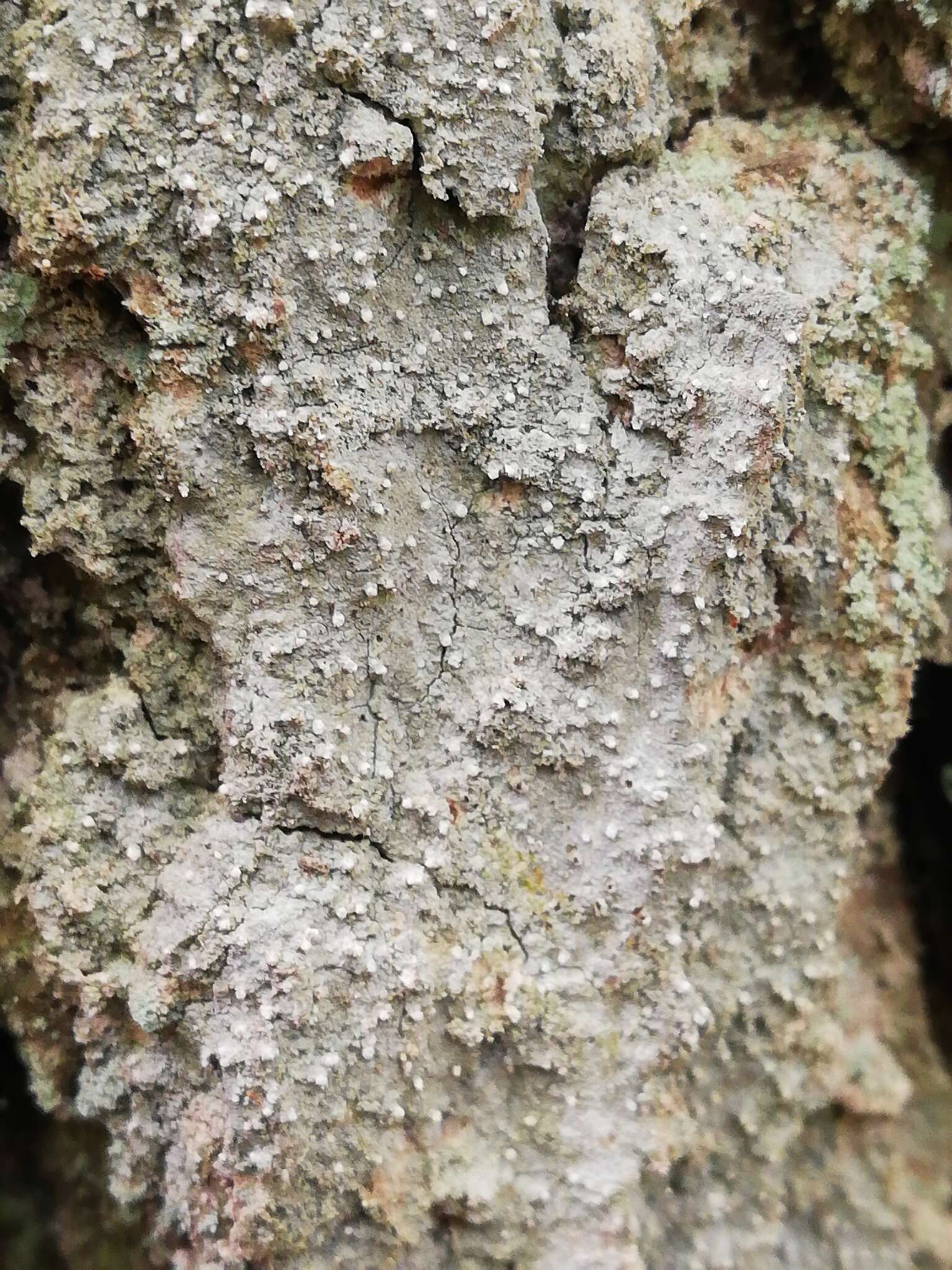 Image of old wood rimmed lichen