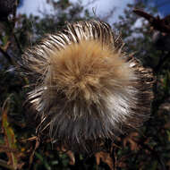 Image of woolly thistle