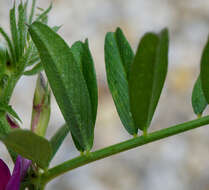 Image of Common Vetch