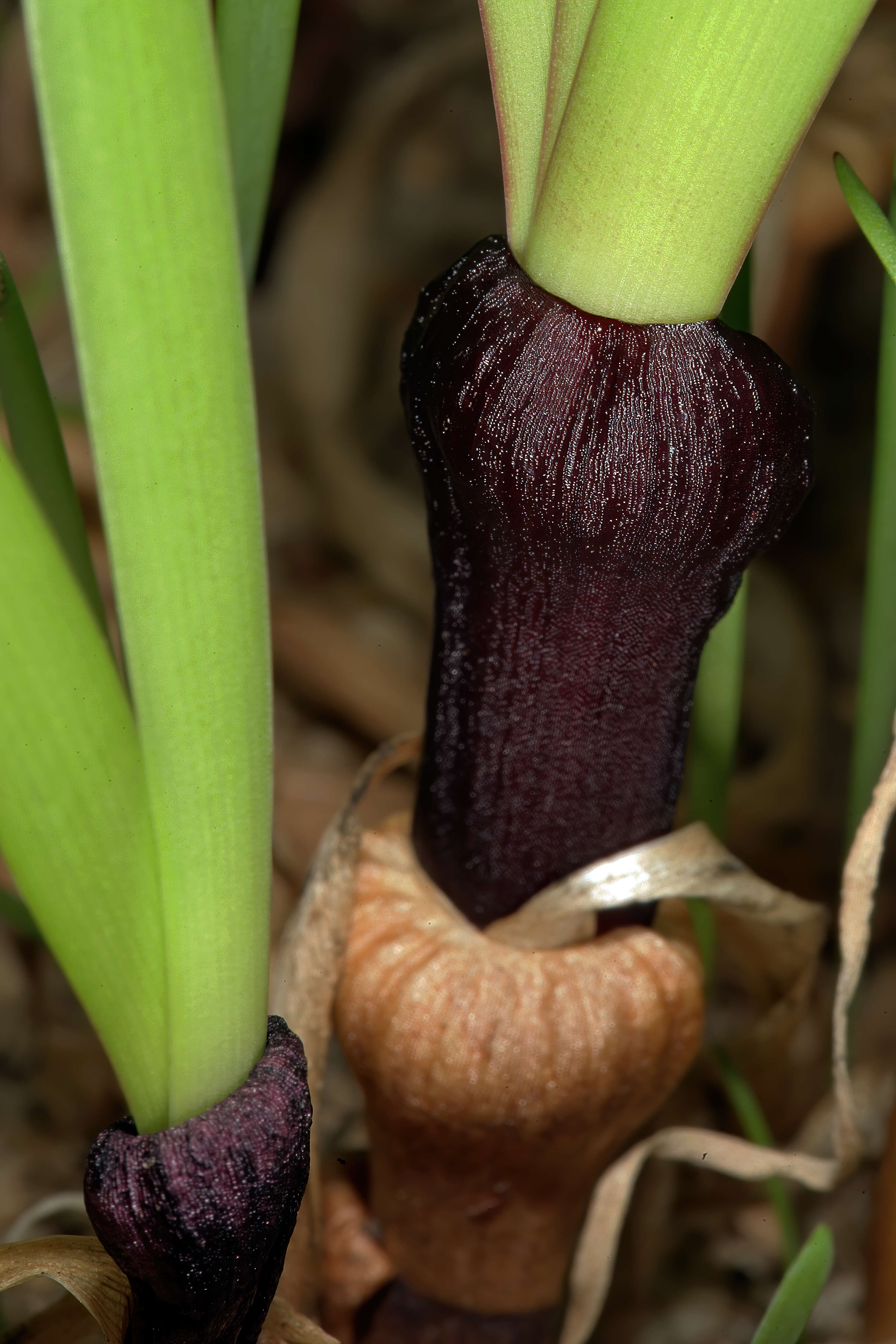 Image of Strumaria truncata Jacq.