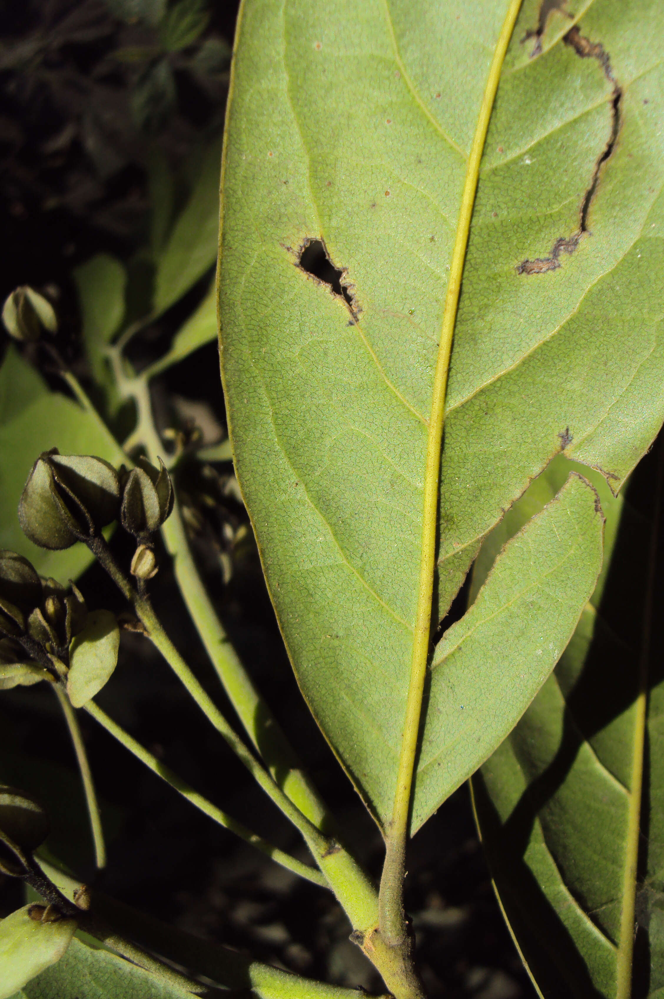 Sivun Diospyros paniculata Dalzell kuva