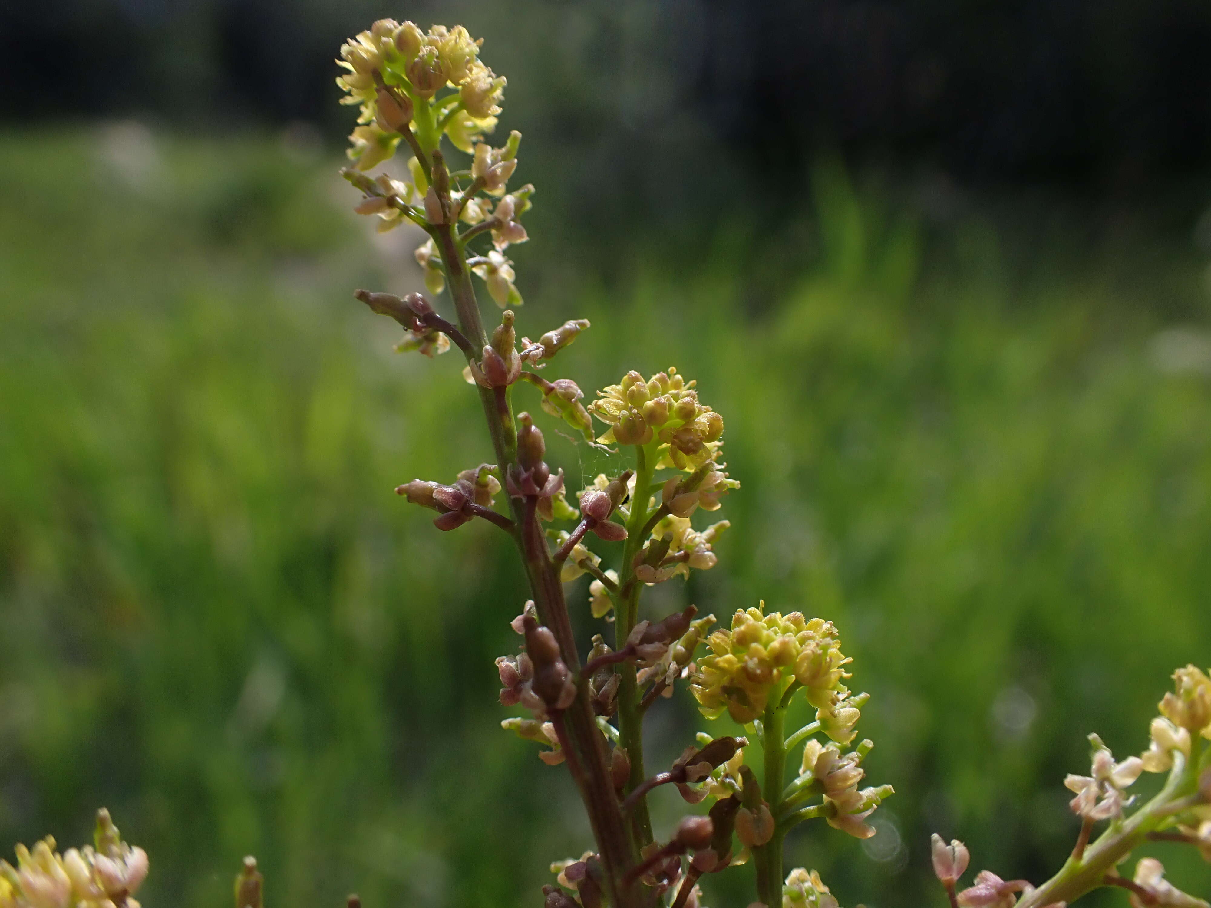 Image de rorippe à petites fleurs