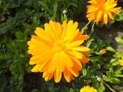 Image of pot marigold