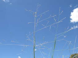 Imagem de Panicum queenslandicum Domin