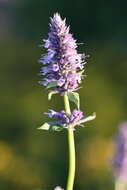 Imagem de Agastache foeniculum (Pursh) Kuntze