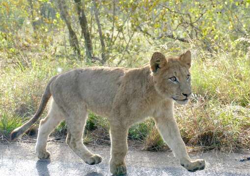 Imagem de Pantherinae