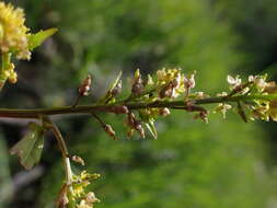 Image de rorippe à petites fleurs