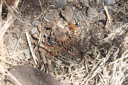 Image of Chinese Red Head