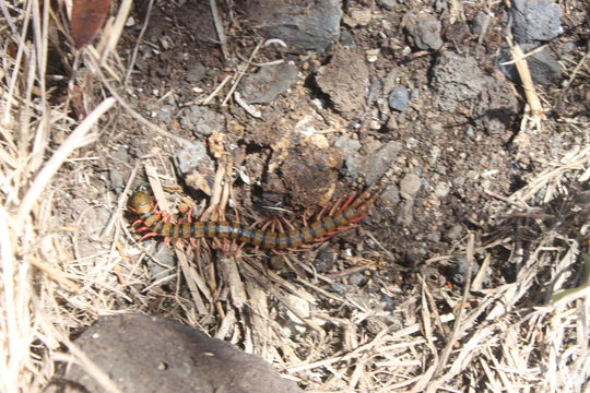 Image of Chinese Red Head